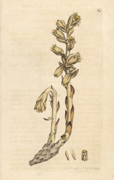 Dutch's pipo, Monotropa hypopitys (Sarı kuş yuvası, Monotropa hypopithys) (Aristoloche) James Sowerby'nin James Smith's English Botany, Londra'dan yaptığı bir illüstrasyondan sonra elle boyanmış bakır levha gravürü by James Sowerby