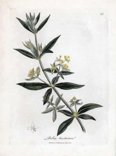 Dyer daha çılgın, Rubia tinctorum. William Woodville'den James Sowerby ve Sir William Jackson Hooker'ın “” Medical Botany,” John Bohn, Londra'dan yaptığı bir botanik illüstrasyondan elde boyanmış bakır levha gravürü by James Sowerby