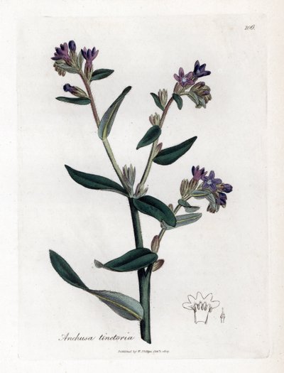 Dyer's orcanette veya tinctorale - Dyer's bugloss veya alkanet, Anchusa tinctoria. William Woodville'den James Sowerby ve Sir William Jackson Hooker'ın "" Medical Botany"," John Bohn, Londra'dan yaptığı bir botanik i by James Sowerby
