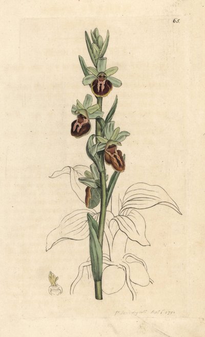 Erken örümcek orkide, Ophrys sphegodes (Örümcek orkide, Ophrys aranifera). James Smith's English Botany, Londra'dan James Sowerby tarafından yapılan bir illüstrasyondan sonra elle boyanmış bakır levha gravürü by James Sowerby