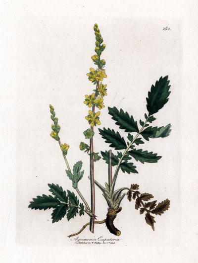 Eupatory ekşi - Agrimony, Agrimonia eupatoria. William Woodville'den James Sowerby ve Sir William Jackson Hooker'ın "" Medical Botany"," John Bohn, Londra'dan yaptığı bir botanik illüstrasyondan elle boyanmış bakır levha gra by James Sowerby
