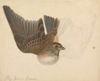 Avrasya tarlakuşu by James Sowerby