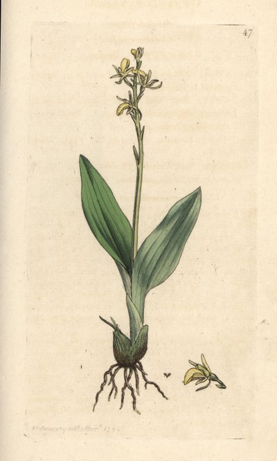 Fen orkidesi, Liparis loeselii (Cüce ophrys, Ophrys loeselii). James Smith's English Botany, Londra'dan James Sowerby tarafından yapılan bir illüstrasyondan sonra elle boyanmış bakır levha gravürü by James Sowerby