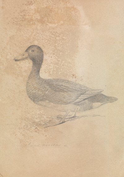 demirli ördek by James Sowerby