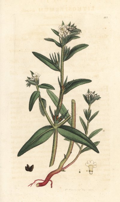 Field gromwell, Buglossoides arvensis (Lithospermum arvense) (Gremil des champs) James Smith's English Botany, Londra'dan James Sowerby tarafından yapılmış bir illüstrasyondan sonra elle boyanmış bakır levha gravürü by James Sowerby