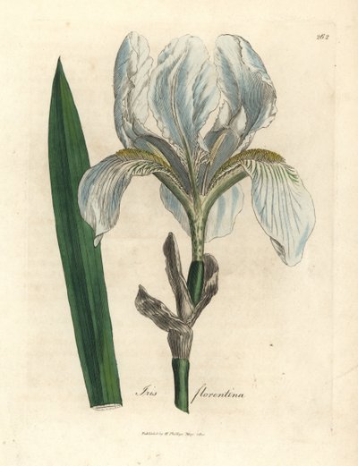 Floransalı gökkuşağı, Floransalı gökkuşağı by James Sowerby