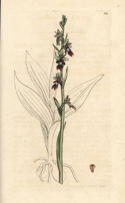 Sinek orkidesi, Ophrys insektifera (Fly orchis, Ophrys muscifera). James Smith's English Botany, Londra'dan James Sowerby tarafından yapılan bir illüstrasyondan sonra elle boyanmış bakır levha gravürü by James Sowerby
