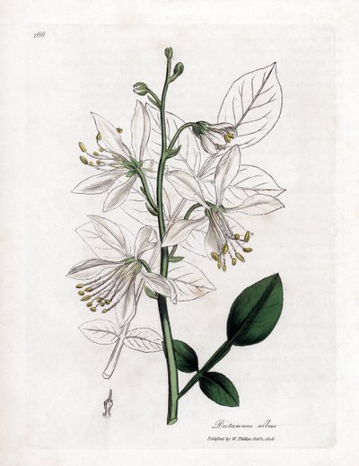 Fraxinelle - Beyaz fraxinella veya basard dittany, Dictamnus albus. William Woodville'den James Sowerby ve Sir William Jackson Hooker'ın "" Medical Botany"," John Bohn, Londra'dan yaptığı bir botanik illüstrasyondan elle boy by James Sowerby