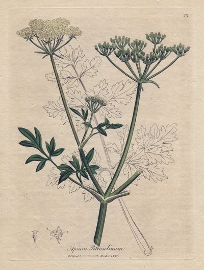 Kızarmış maydanoz (Apium petroselinum). James Sowerby'nin bir illüstrasyonundan elde boyanmış bakır gravür. William Woodville ve Sir William Jackson Hooker'ın “” Botanique medicale”” 1832 kitabından alıntı. Yorulmak bilmez Sowerby (1757-1822) by James Sowerby