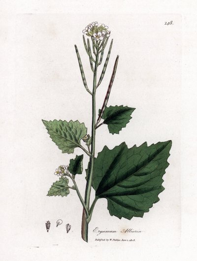 Sarımsaklı hardal, Alliaria petiolata. William Woodville'den James Sowerby ve Sir William Jackson Hooker'ın "" Medical Botany"," John Bohn, Londra'dan yaptığı bir botanik illüstrasyondan elle boyanmış bakır levha gravürü by James Sowerby