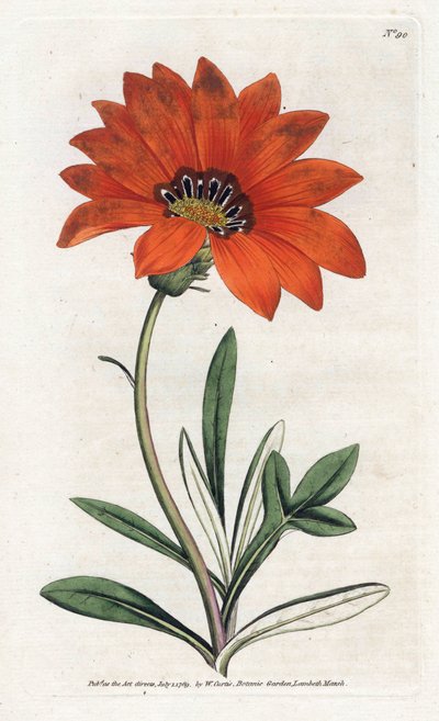 Gazania (gazania) dik - William Curtis'in Botanical Magazine'den (1746-1799) James Sowerby (1757-1822) tarafından yazılan Litografi by James Sowerby