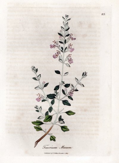 Germandree marum veya germandree of cat - Kedi kekiği, Teucrium marum. William Woodville'den James Sowerby ve Sir William Jackson Hooker'ın “” Medical Botany,” John Bohn, Londra'dan yaptığı bir botanik illüstrasyondan elle boyanmış bakır levha  by James Sowerby