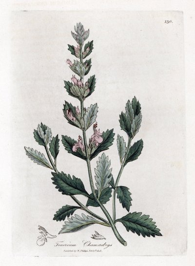 Germandree küçük meşe - Adi alman otu, Teucrium chamaedrys. William Woodville'den James Sowerby ve Sir William Jackson Hooker'ın “” Medical Botany,” John Bohn, Londra'dan yaptığı bir botanik illüstrasyondan elde boyanmış bakır levha gravürü by James Sowerby