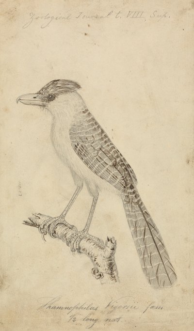 Dev Antshrike by James Sowerby