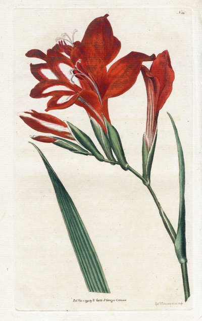 Glaieul kardinal - Litografi, James Sowerby (1757-1822), Botanical Magazine'den William Curtis (1746-1799) by James Sowerby