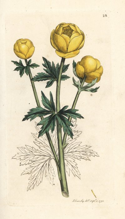 Küre çiçeği, Trollius europaeus. James Smith's English Botany, Londra'dan James Sowerby tarafından yapılan bir illüstrasyondan sonra elle boyanmış bakır levha gravürü by James Sowerby