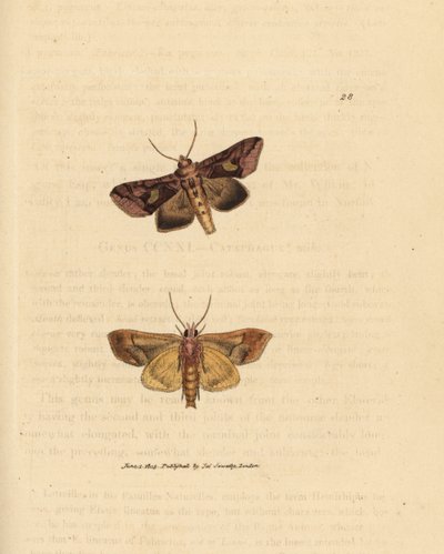 Altın pul güvesi, Autographa bractea (Phalaena Noctua bractea). The British Miscellany'den James Sowerby tarafından elle boyanmış bakır levha gravürü veya yeni, nadir veya az bilinen hayvan konularının renkli figürleri. by James Sowerby
