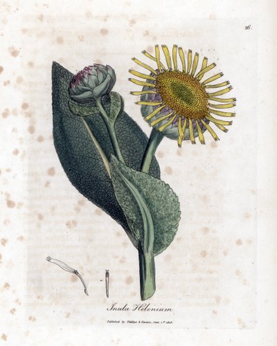 Grande Aunee - Elecampane, Inula helenium. William Woodville'den James Sowerby ve Sir William Jackson Hooker'ın "" Medical Botany"," John Bohn, Londra'dan yaptığı bir botanik illüstrasyondan elle boyanmış bakır levha gravürü by James Sowerby
