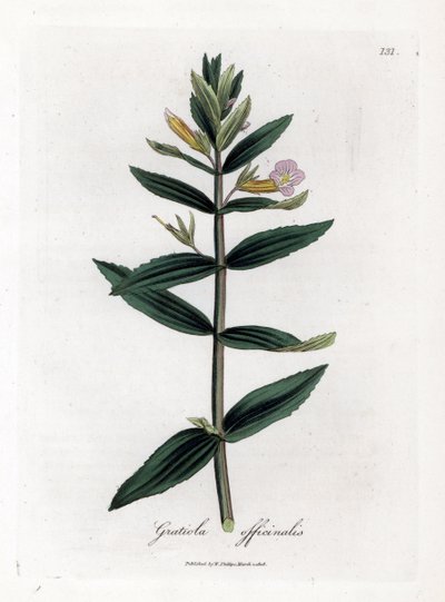 Gratiole officinale - Çördük otu, Gratiola officinalis. William Woodville'den James Sowerby ve Sir William Jackson Hooker'ın "" Medical Botany"," John Bohn, Londra'dan yaptığı bir botanik illüstrasyondan elle boyanmış bakır  by James Sowerby