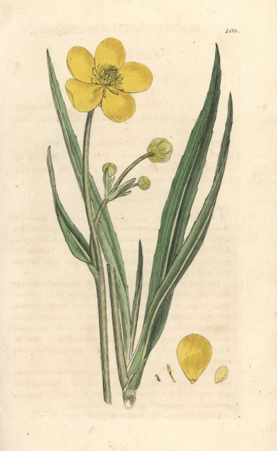 Büyük mızrakotu, Ranunculus lingua James Sowerby'nin James Smith's English Botany, London'dan yaptığı bir çizimden sonra elle boyanmış bakır levha gravürü by James Sowerby