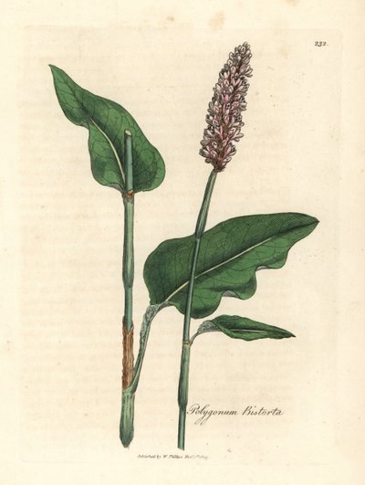 Büyük bistort, Polygonum bistorta by James Sowerby