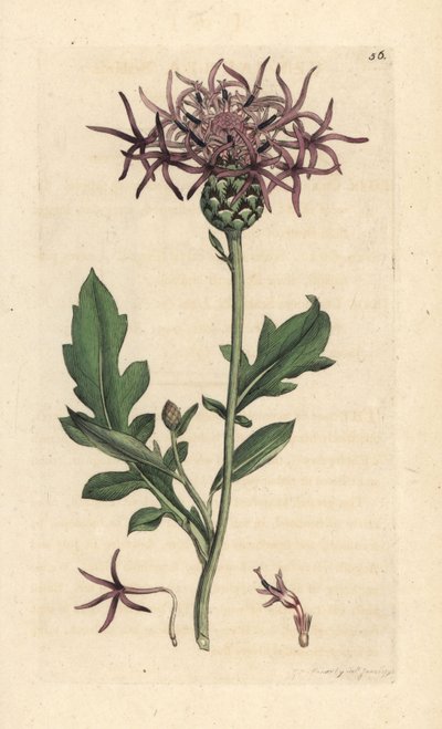 Büyük peygamber çiçeği, Centaurea scabiosa (Centauree scabieuse) James Sowerby'nin James Smith's English Botany, Londra'dan yaptığı bir çizimden sonra elle boyanmış bakır levha gravürü by James Sowerby