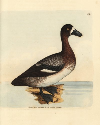 Büyük kaz ördeği, Aythya marila, dişi (Beyaz yüzlü ördek, Anas fraenata). The British Miscellany'den James Sowerby tarafından elle boyanmış bakır levha gravürü veya yeni, nadir veya az bilinen hayvan konularının renkli figürleri. by James Sowerby