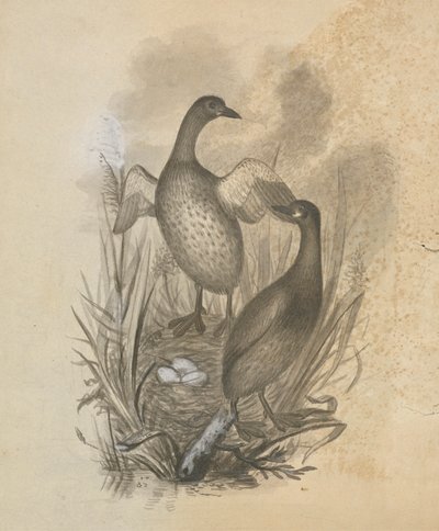 Batağanlar by James Sowerby