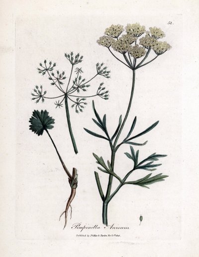 Yeşil anason (Pimpinella anisum). James Sowerby'nin bir illüstrasyonundan elde boyanmış bakır gravür. William Woodville ve Sir William Jackson Hooker'ın “” Botanique Medicale”” 1832 kitabından alıntı. Yorulmak bilmez Sowerby (1757-1822) by James Sowerby