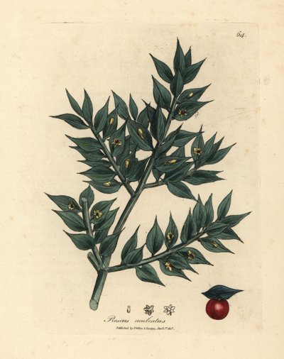 Yeşil çiçekli kasap süpürgesi, Ruscus aculeatus by James Sowerby