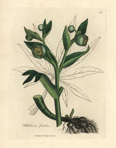Yeşil çiçekli fetid Karaca ot veya ayı ayağı, Helleborus foetidus by James Sowerby