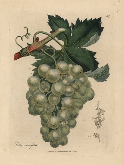 Yeşil üzüm, asma ve yapraklar, Vitis vinifera by James Sowerby