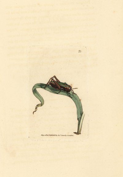 Yeşil çekirge, Omocestus viridulus (Gryllus viridulus). The British Miscellany'den James Sowerby tarafından elle boyanmış bakır levha gravürü veya yeni, nadir veya az bilinen hayvan konularının renkli figürleri. by James Sowerby