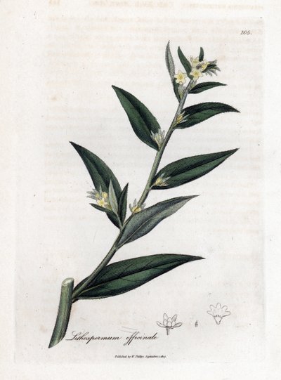 Gremil officinal veya inci otu - Gromwell, Lithospermum officinale. William Woodville'den James Sowerby ve Sir William Jackson Hooker'ın "" Medical Botany"," John Bohn, Londra'dan yaptığı bir botanik illüstrasyondan elle boy by James Sowerby