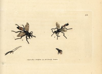Kıllı kum arısı, Podalonia hirsuta (Ammophila hirsuta). The British Miscellany'den James Sowerby'nin El Boyalı Bakır Levha Gravürü veya Yeni, Nadir veya Az Bilinen Hayvan Konularının Renkli Figürleri. by James Sowerby