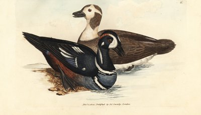 Palyaço ördeği, Histrionicus histrionicus (Anas histrionica). Erkek ve kadın. The British Miscellany'den James Sowerby tarafından elle boyanmış bakır levha gravürü veya yeni, nadir veya az bilinen hayvan konularının renkli figürleri. by James Sowerby