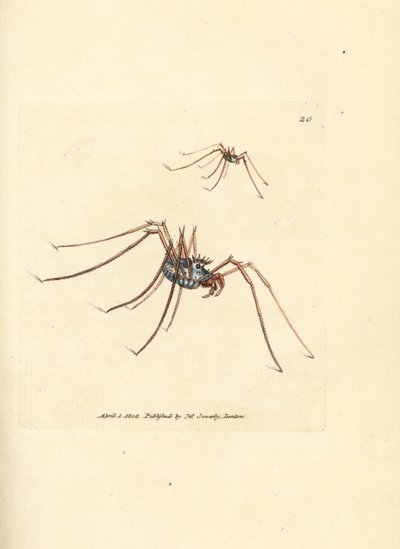 Biçerdöver örümceği, Megabunus diadema. The British Miscellany'den James Sowerby tarafından elle boyanmış bakır levha gravürü veya yeni, nadir veya az bilinen hayvan konularının renkli figürleri. by James Sowerby