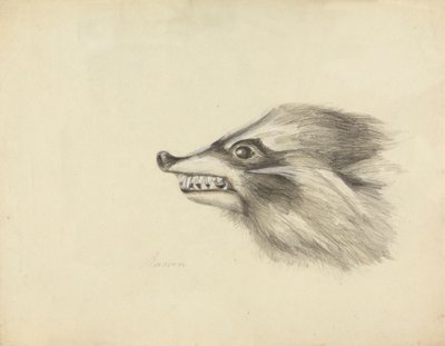 Rakun Başkanı by James Sowerby