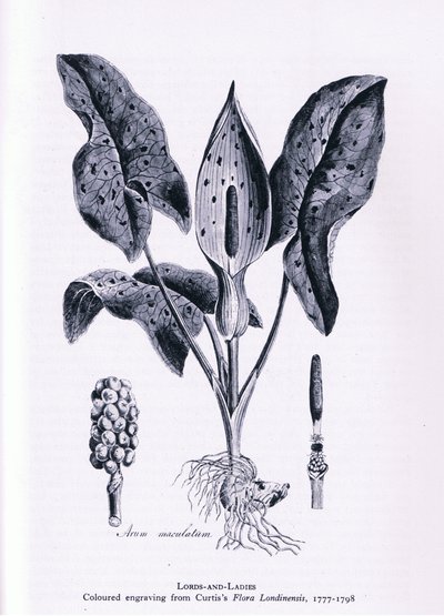Herb Paris, İngiltere