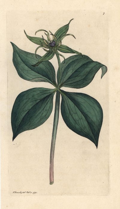 Herb Paris, Paris quadrifolia (Parisette à quatre feuilles) James Sowerby'nin James Smith's English Botany, Londra'dan yaptığı bir illüstrasyondan sonra elle boyanmış bakır levha gravürü by James Sowerby