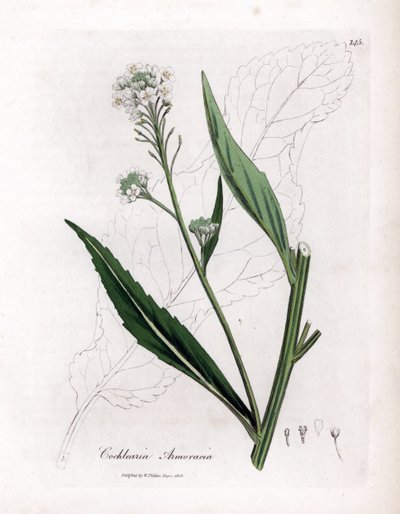 Yaban turpu veya kızılcık - Yaban turpu, Armoracia rustikana. William Woodville'den James Sowerby ve Sir William Jackson Hooker'ın "" Medical Botany"," John Bohn, Londra'dan yaptığı bir botanik illüstrasyondan elle boyanmış  by James Sowerby