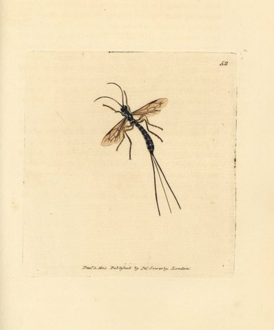 Ichneumon sineği, Rhyssa persuasoria (Ichneumon persuasorius). The British Miscellany'den James Sowerby tarafından elle boyanmış bakır levha gravürü veya yeni, nadir veya az bilinen hayvan konularının renkli figürleri. by James Sowerby