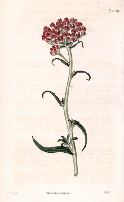 Ölümsüz yıldız - Helichrysum stellatum (Kompakt çiçekli gnaphalium, Gnaphalium congestum). Samuel Curtis'in "" Botanical Magazine"," Londra'sından James Sowerby'nin bir illüstrasyonundan sonra Weddell tarafından elle boyanmı by James Sowerby
