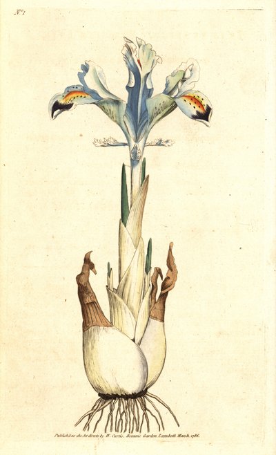 İris (İran gülü) - Farsça iris, İris persica. William Curtis'in The Botanical Magazine, Lambeth Marsh, Londra'dan James Sowerby'nin botanik illüstrasyonundan sonra elde boyanmış bakır levha gravürü by James Sowerby