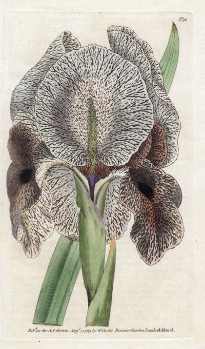 Iris de Charlcedoine veya Susa - James Sowerby'nin (1757-1822) Litografisi, William Curtis'in Botanik Dergisi'nden (1746-1799) by James Sowerby