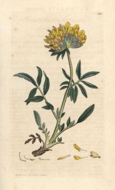 Böbrek fiği veya kadın parmağı, Anthyllis vulneraria (Anthyllide vulneraire) James Sowerby'nin James Smith's English Botany, Londra'dan yaptığı bir illüstrasyondan sonra elle boyanmış bakır levha gravürü by James Sowerby