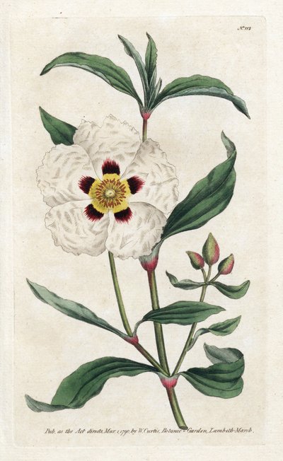 Ladanifere veya Ledon Cistus - Litografi, James Sowerby (1757-1822), Botanical Magazine'den William Curtis (1746-1799) by James Sowerby