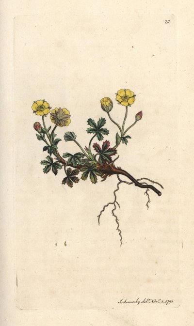 Büyük çiçekli potentilla, Potentilla grandiflora (Spring beşparmakotu, Potentilla verna) (beşparmakotu) James Sowerby'nin James Smith's English Botany, Londra'dan yaptığı bir illüstrasyondan sonra elle boyanmış bakır levha gravürü by James Sowerby