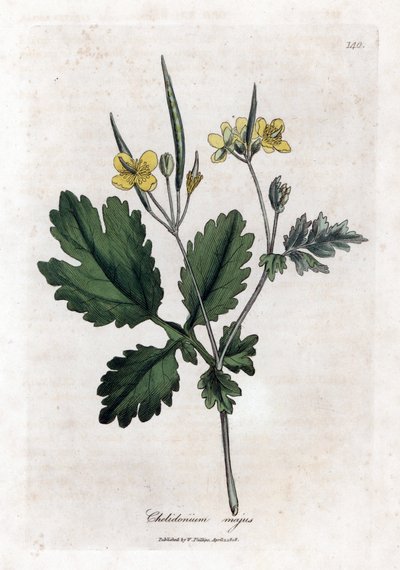 Büyük chelidoine veya büyük ışık - Büyük kırlangıçotu, Chelidonium majus. William Woodville'den James Sowerby ve Sir William Jackson Hooker'ın "" Medical Botany"," John Bohn, Londra'dan yaptığı bir botanik illüstrasyondan el by James Sowerby