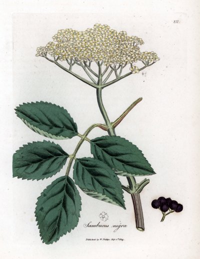 Büyük mürver veya kara mürver - Yaygın siyah mürver ağacı, Sambucus nigra. William Woodville'den James Sowerby ve Sir William Jackson Hooker'ın “” Medical Botany,” John Bohn, Londra'dan yaptığı bir botanik illüstrasyondan elde boyanmış bakır le by James Sowerby